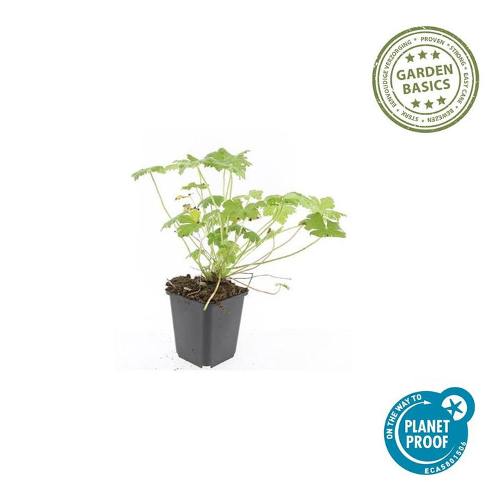 Geranium 'Tiny Monster': Compact Blue Blooms All Summer Long – Shop Now!