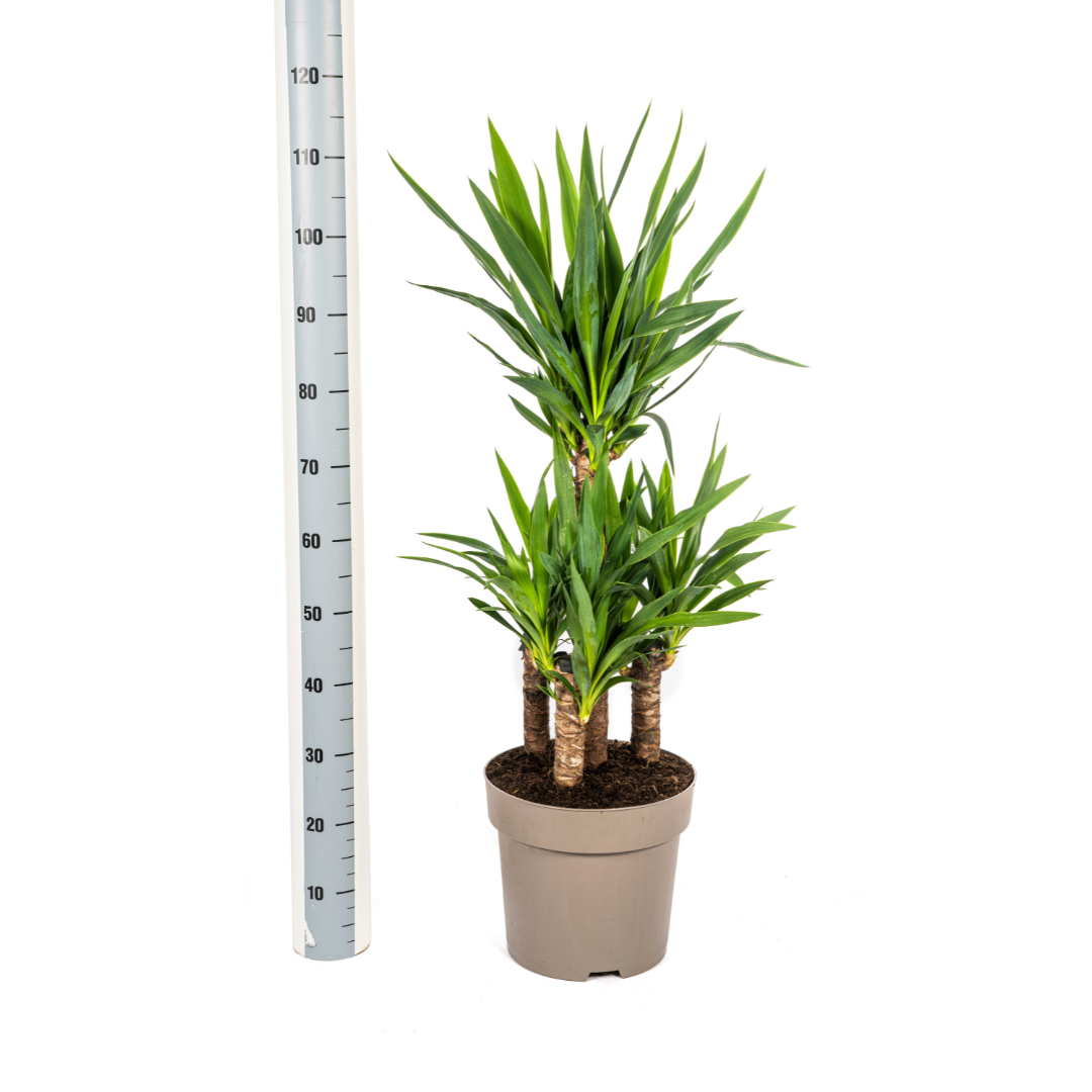 Yucca Elephantipes 90-110cm — Spineless Yucca in 30cm pot