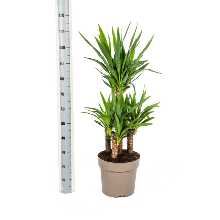 Yucca Elephantipes 90-110cm — Spineless Yucca in 30cm pot
