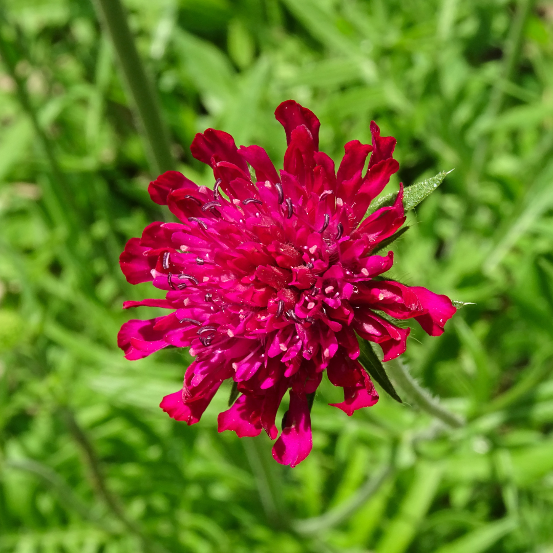 Healthy foliage and strong roots close-up of 24x Knautia macedonica - ↕10-25cm - Ø9cm
