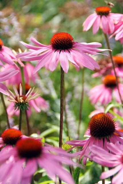 Healthy foliage and strong roots close-up of 6x Echinacea p. 'Magnus' - ↕10-25cm - Ø9cm