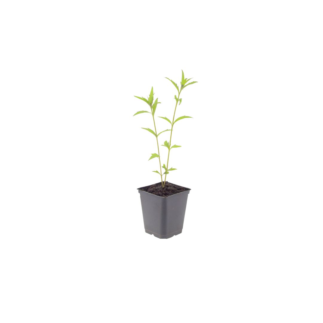 24x Kalimeris incisa 'Blue Star' - ↕10-25cm - Ø9cm alternative angle showing habit and leaf structure