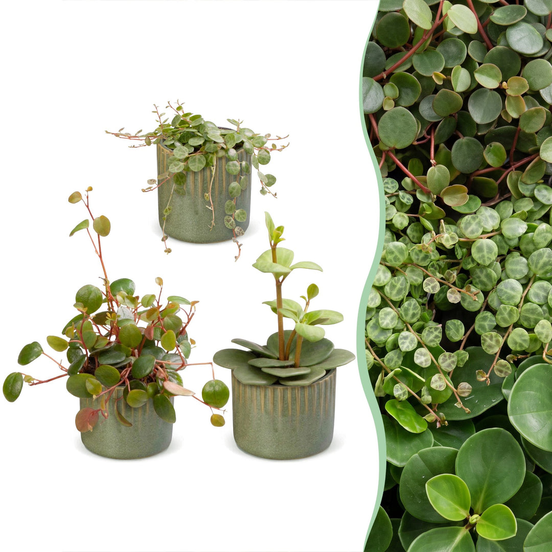3x Baby Peperomia Mix plants in growing pots