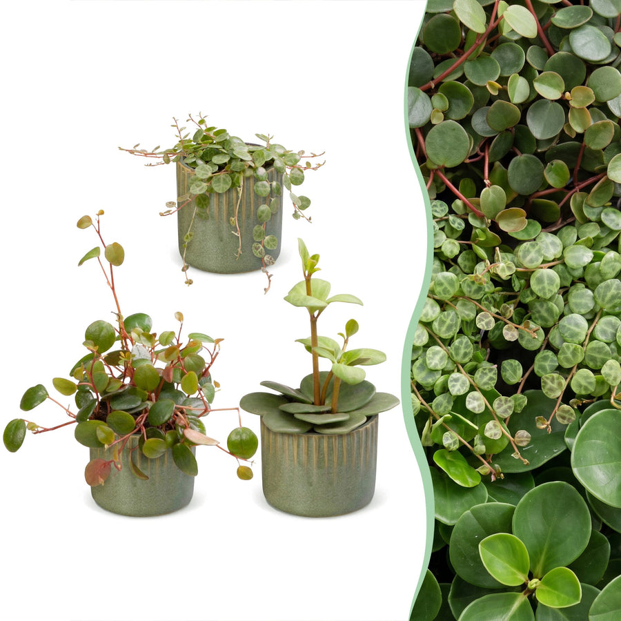 3x Baby Peperomia Mix plants in growing pots