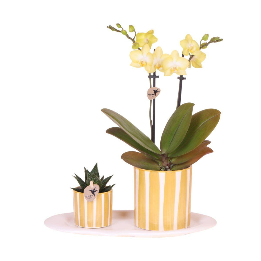 Yellow Phalaenopsis orchid in striped pot with green plant on white organic tray by Everspring