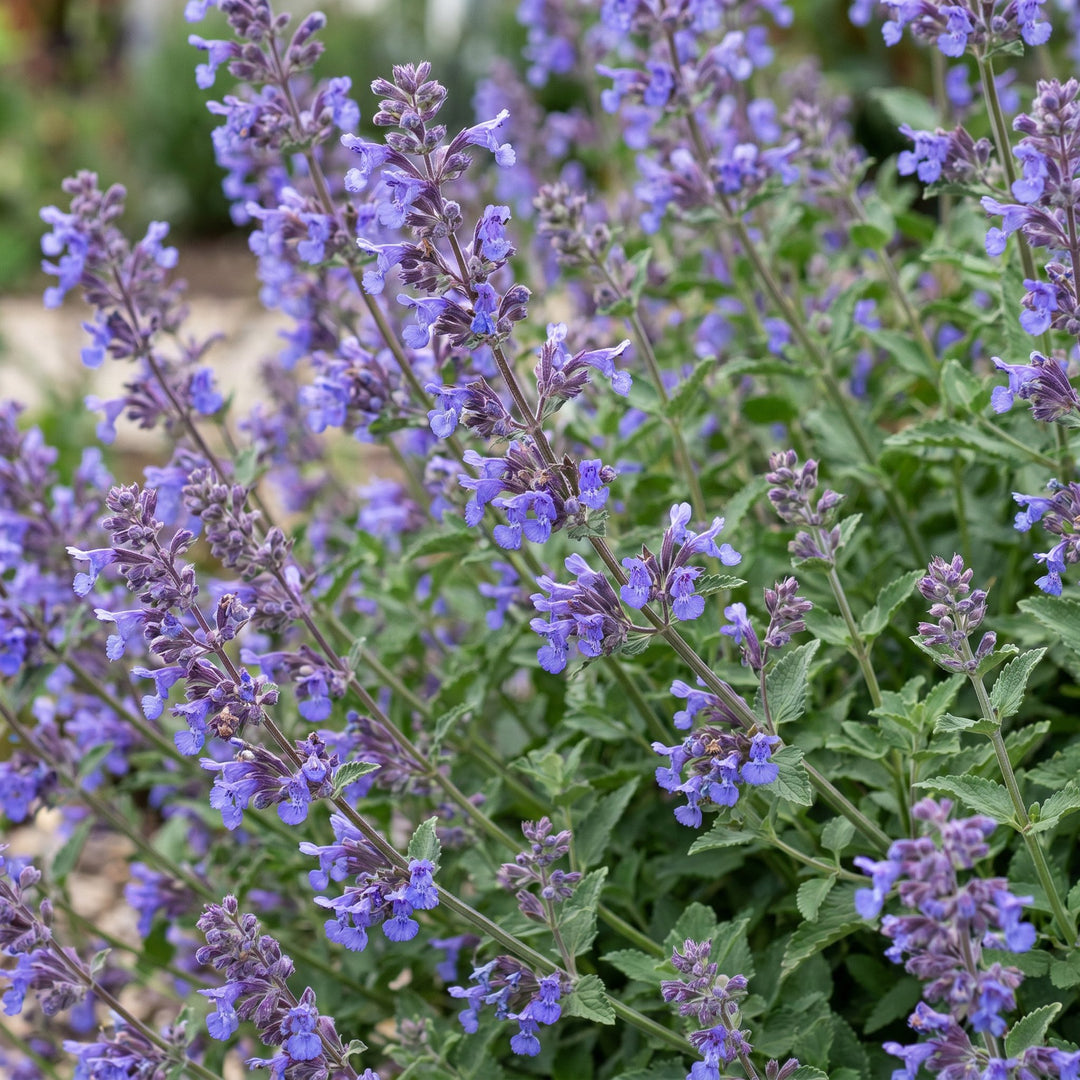 Pack of 24 Nepeta 'Six Hills Giant' catmint plants in 11cm pots - view 5