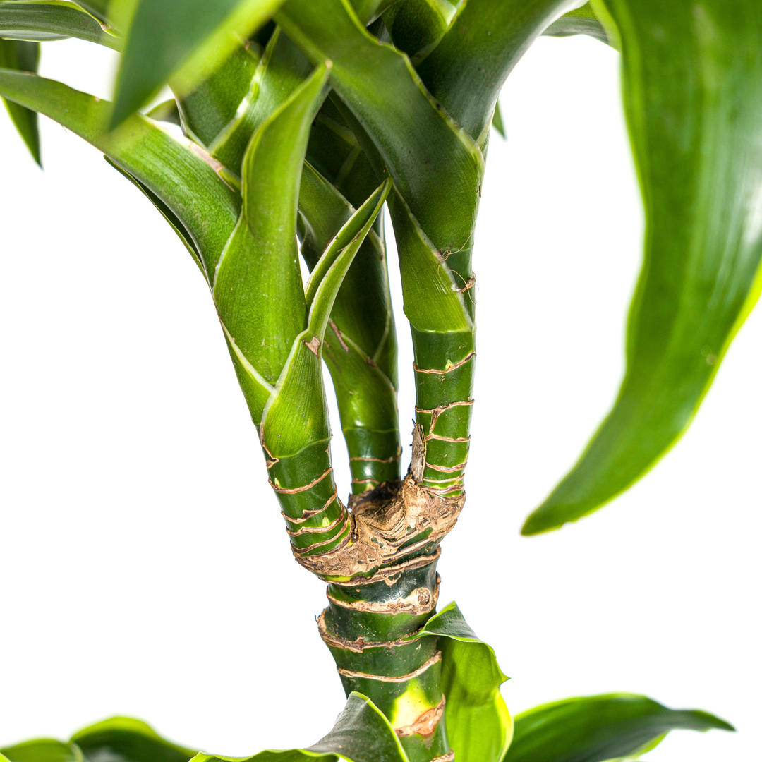 Dracaena Deremensis Dorado 120-140cm — Dragon Tree in 24cm pot