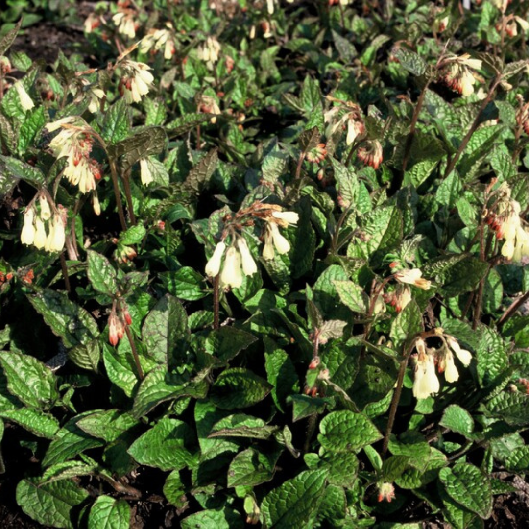 24x Symphytum grandiflorum - ↕10-25cm - Ø9cm — healthy root ball and nursery pot ready to ship from Ireland