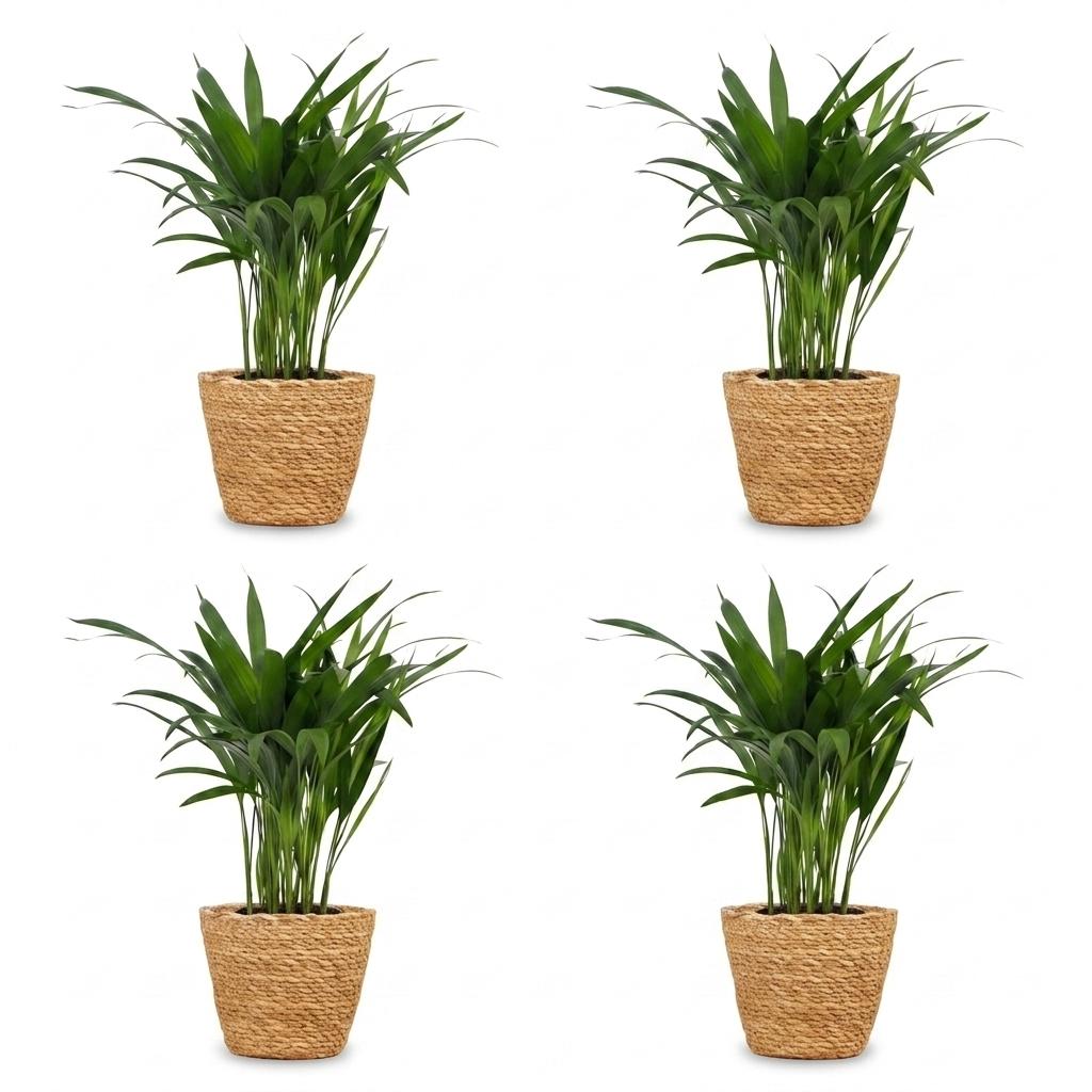 Areca Palm (Dypsis lutescens) - 4 Plants with Woven Basket - 12cm Pot - 45cm Tall