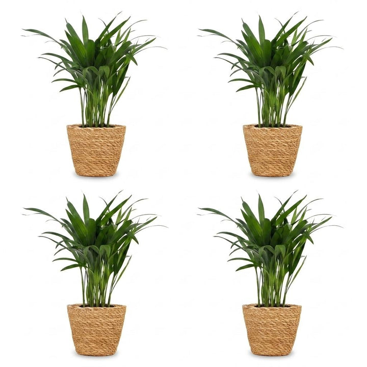 Areca Palm (Dypsis lutescens) - 4 Plants with Woven Basket - 12cm Pot - 45cm Tall