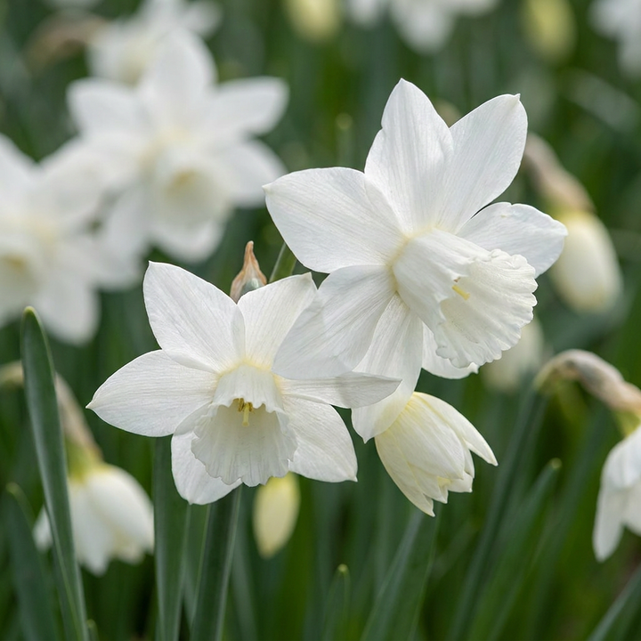 Narcissus 'Thalia' in flower, two or three pure white nodding flowers per stem, 120-bulb pack for Irish gardens