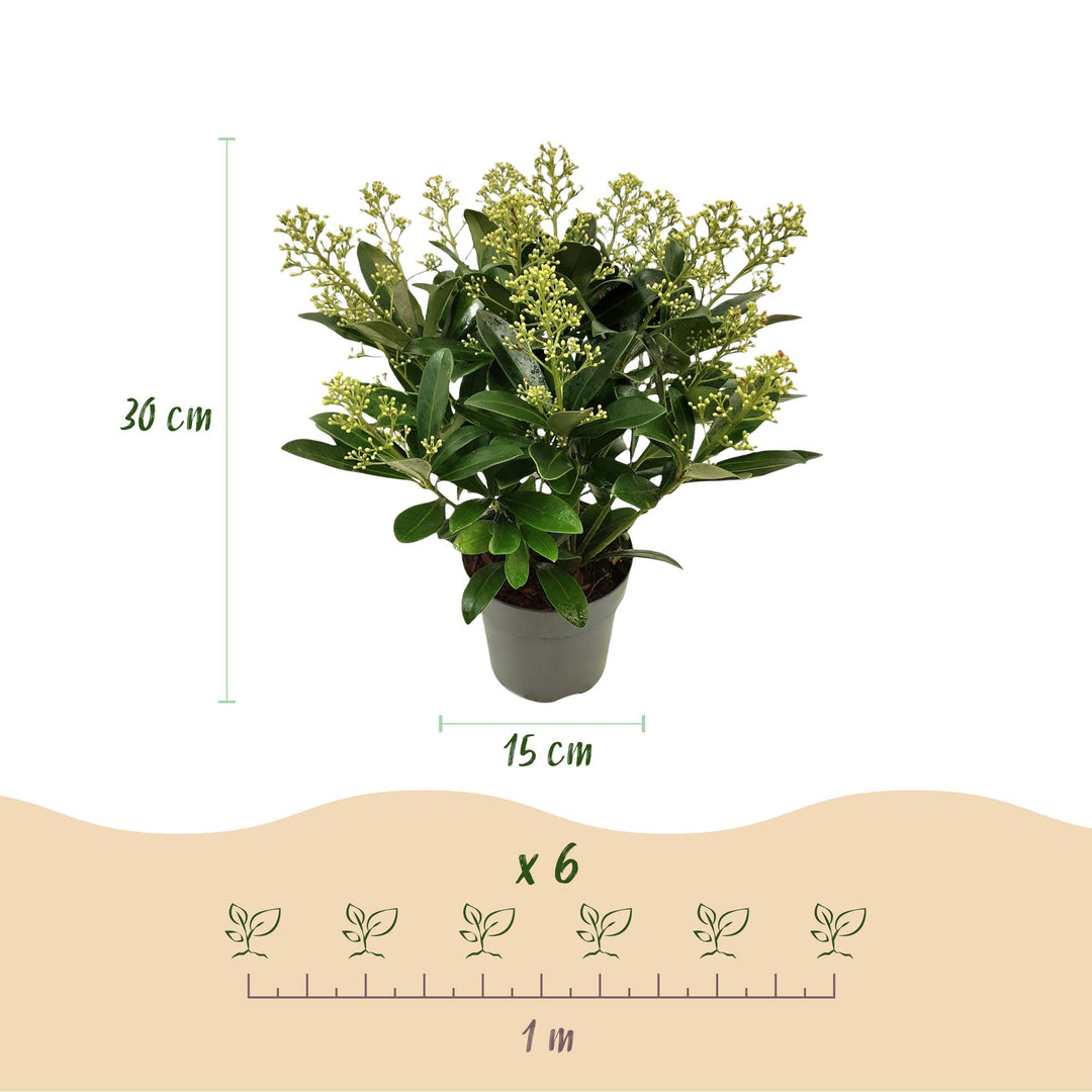 Pack of 2 Skimmia japonica 'Finchy' plants in 15cm pots, 30cm tall - view 3
