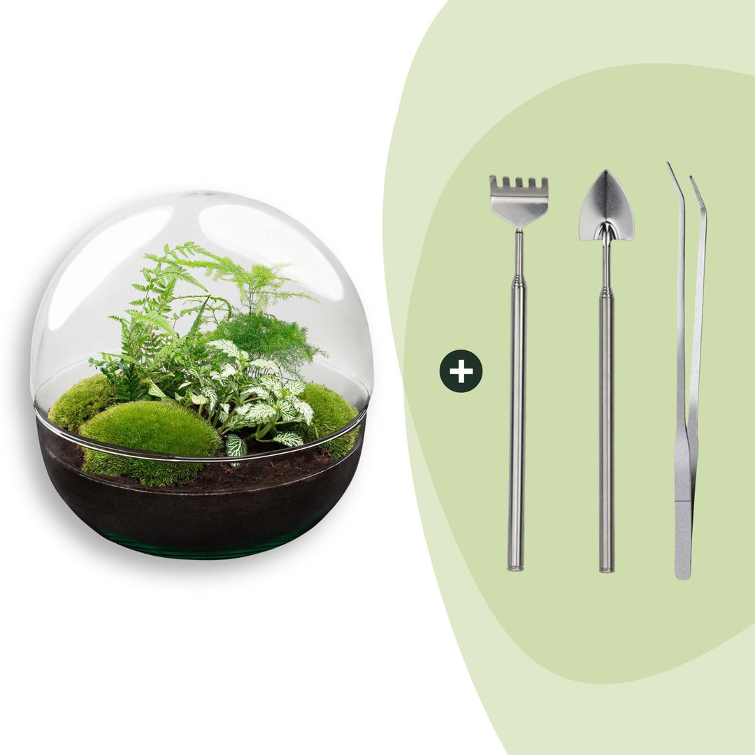 DIY terrarium kit in a tall domed glass cloche, planted with ferns and cushion moss, shown with its planting tools, 30cm tall