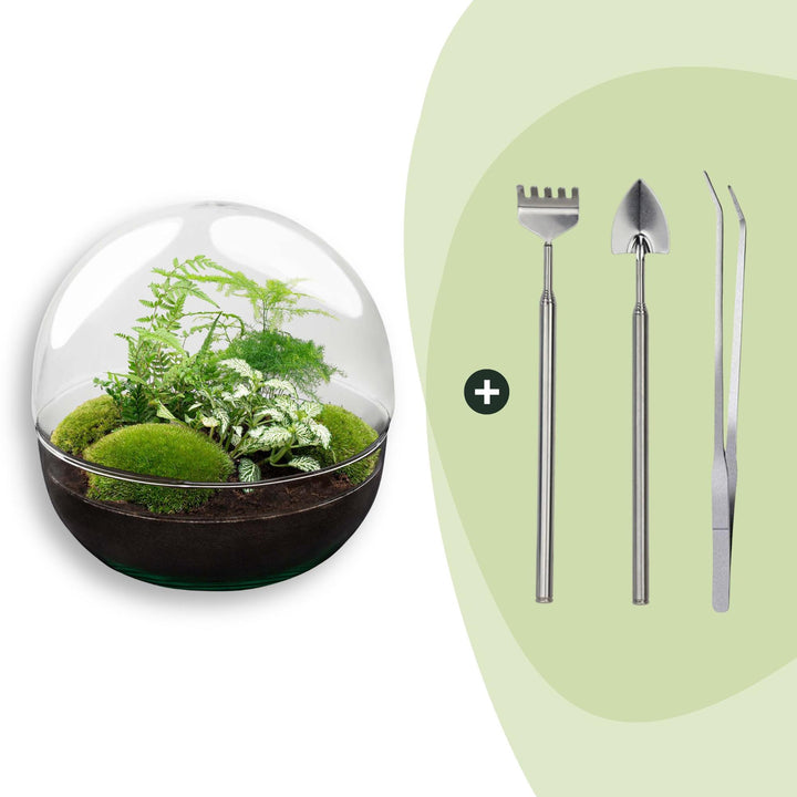 DIY terrarium kit in a tall domed glass cloche, planted with ferns and cushion moss, shown with its planting tools, 30cm tall