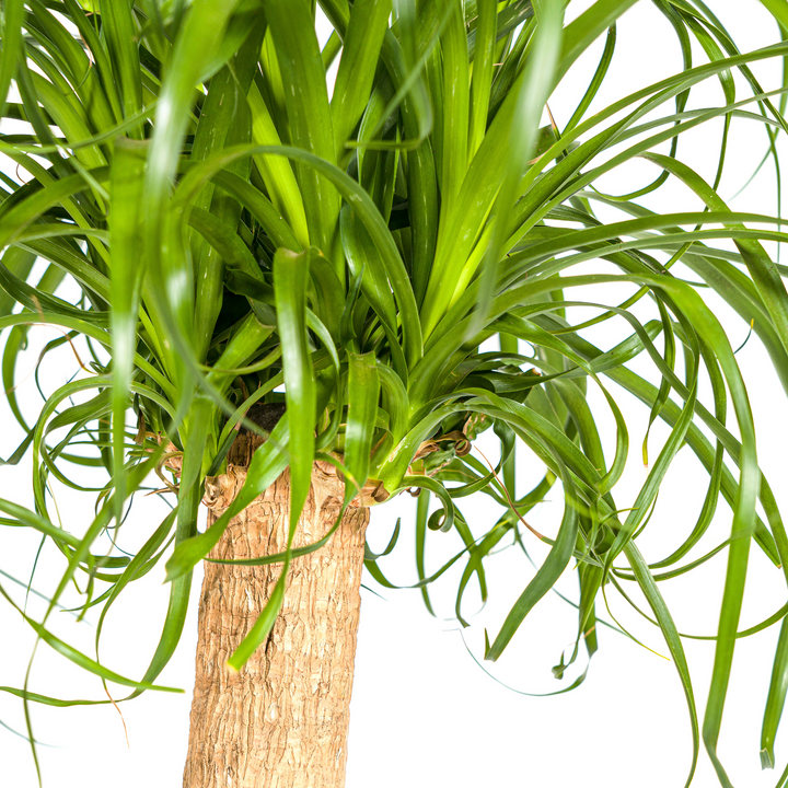 Beaucarnea Recurvata Stam 80-100cm — Ponytail Palm in 24cm pot
