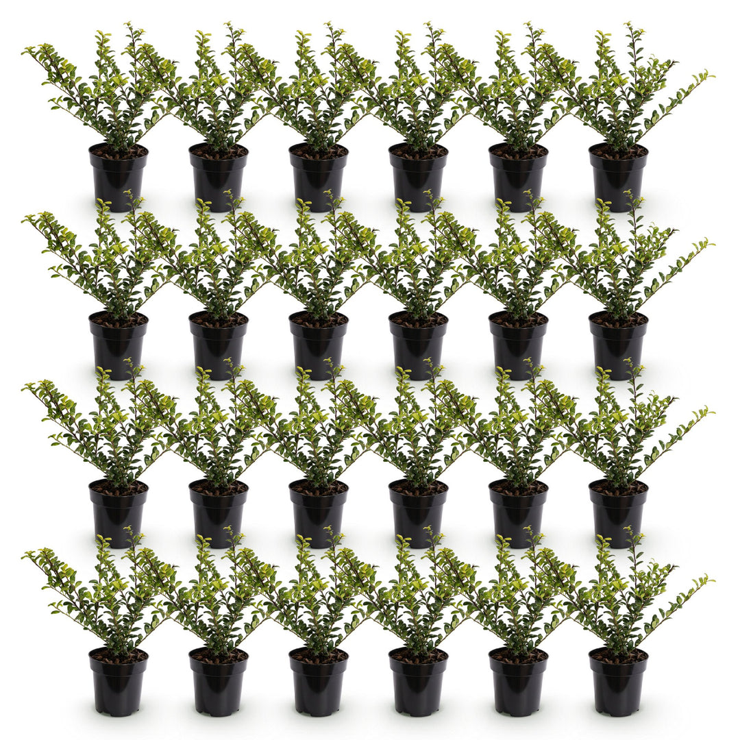 24 Ilex crenata Convexa Japanese holly plants in 9cm pots - view 2