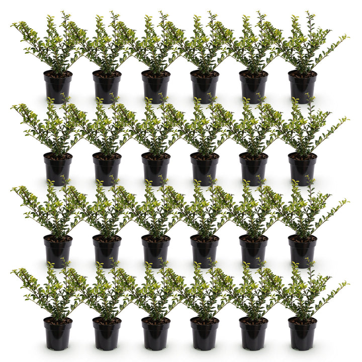24 Ilex crenata Convexa Japanese holly plants in 9cm pots - view 2