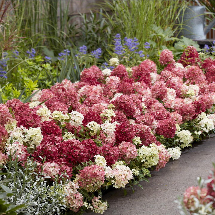 8 Hydrangea paniculata Groundbreaker Ruby plants in 14cm pots - view 6