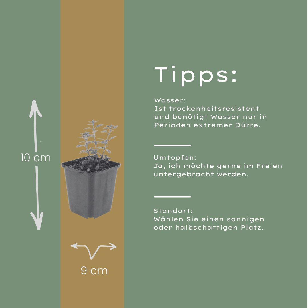 60x Teucrium lucidrys - ↕10-25cm - Ø9cm