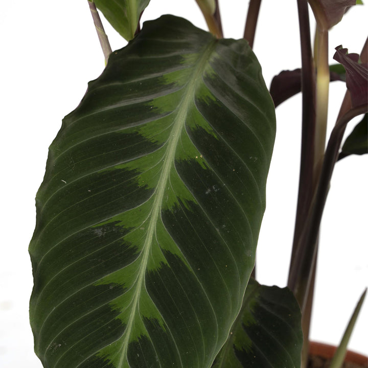 Calathea Warscewiczii - Peacock plant - Ø19cm - ↕70cm alternative angle showing habit and leaf structure