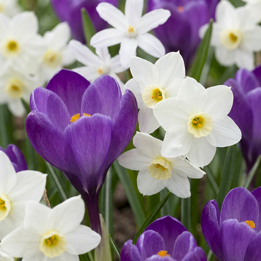 Shade Garden Bulb Collection: shade-tolerant bulbs flowering under trees, 400-bulb pack for Irish gardens