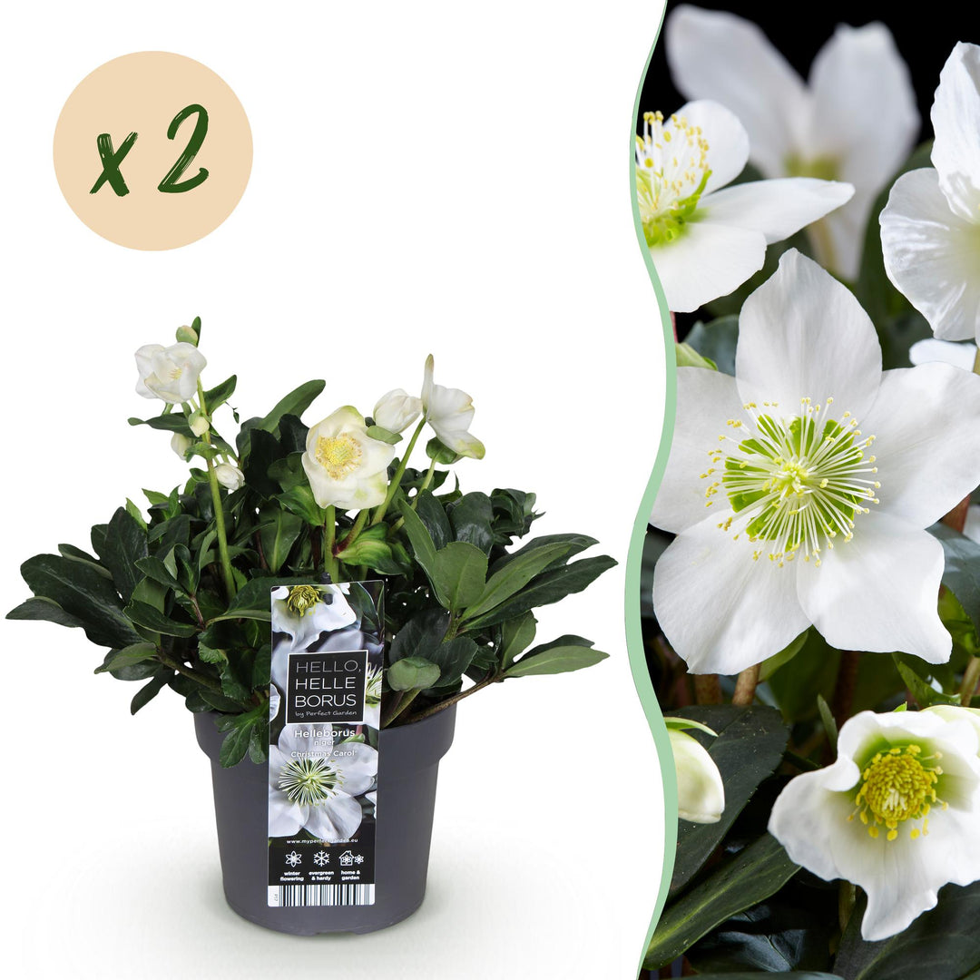 2x Helleborus niger 'Christmas Carol' Christmas Rose in 17cm pots