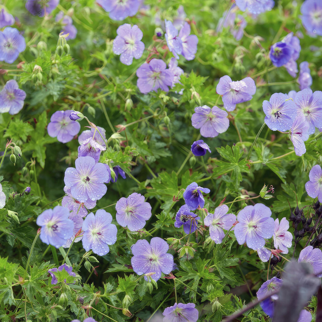 6x Geranium Rozanne - ↕10-25cm - Ø9cm alternative angle showing habit and leaf structure