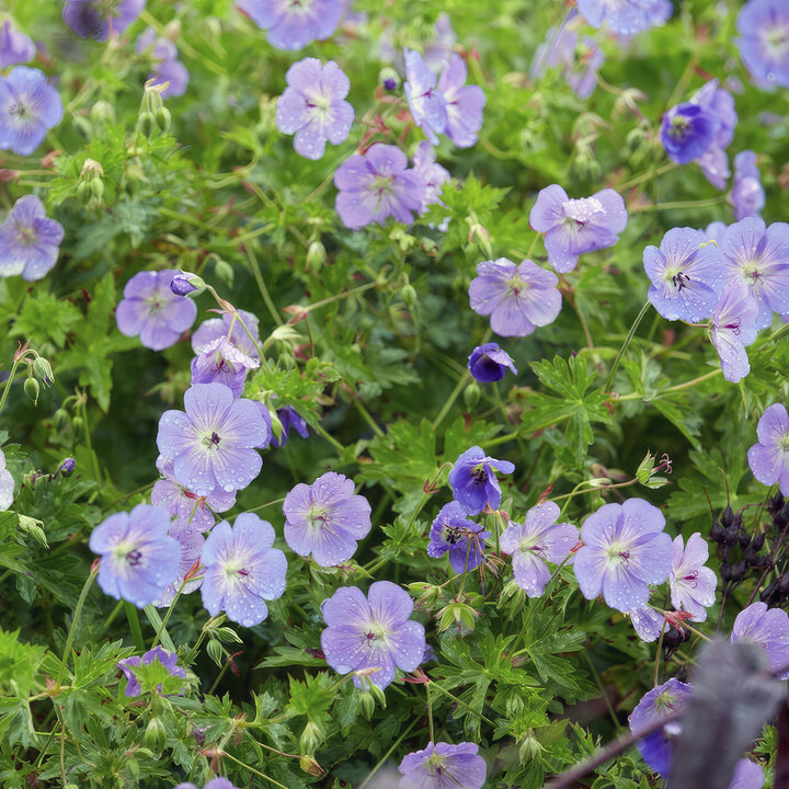 6x Geranium Rozanne - ↕10-25cm - Ø9cm alternative angle showing habit and leaf structure