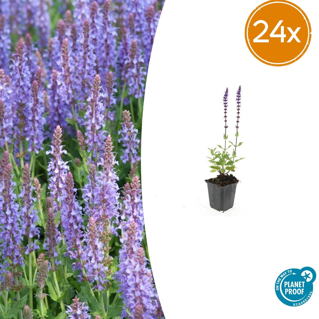 Salvia 'Caradonna' with purple-blue flower spikes and green foliage in black plastic pot, 10-25cm tall