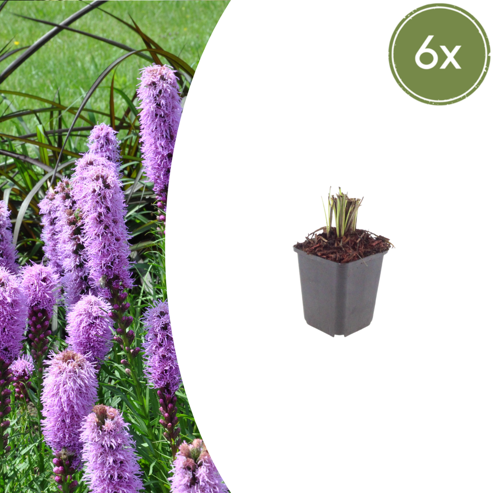 Healthy foliage and strong roots close-up of 6x Liatris spicata - ↕10-25cm - Ø9cm