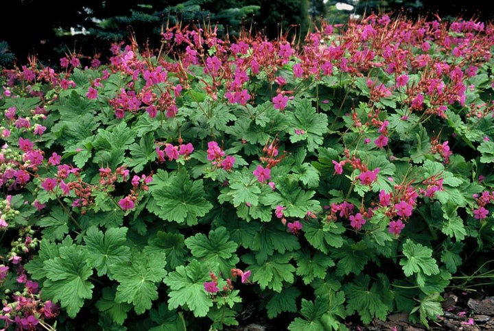 6x Geranium macr. 'Czakor' - ↕10-25cm - Ø9cm full-plant overview, blue-violet garden flowers and soft foliage