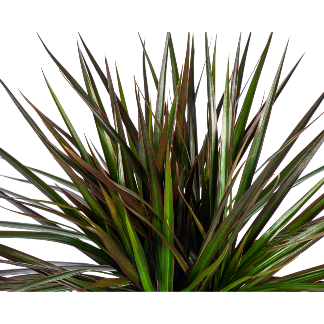 Dracaena Marginata Magenta 50-70cm — Madagascar Dragon Tree in 17cm pot