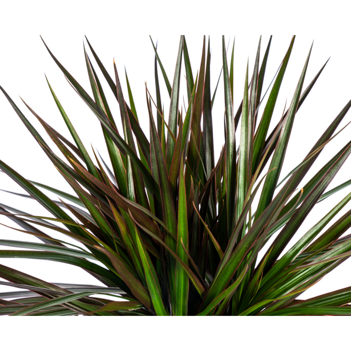 Dracaena Marginata Magenta 50-70cm — Madagascar Dragon Tree in 17cm pot