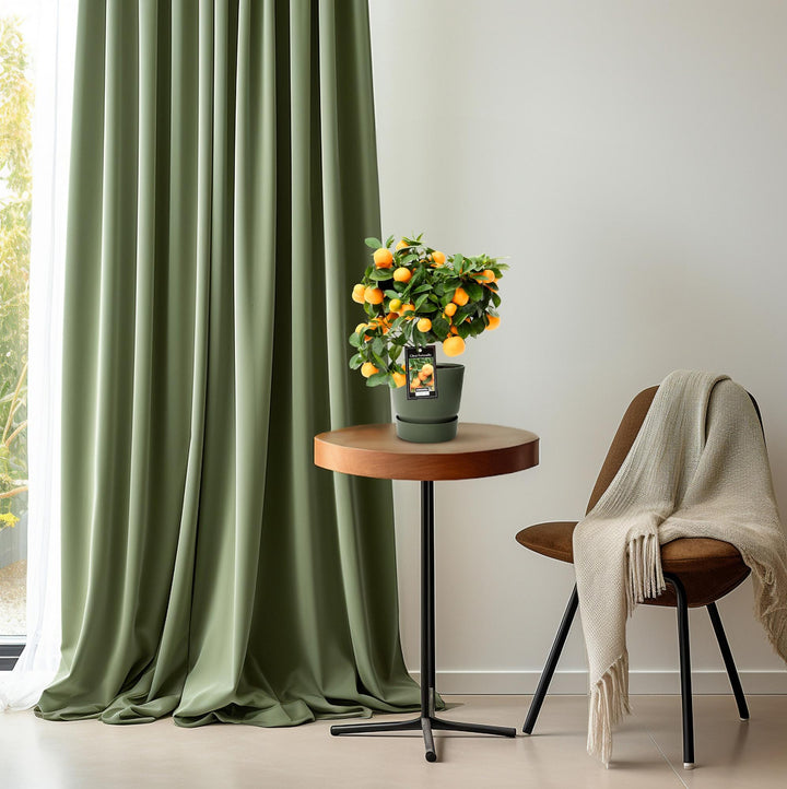 Citrus Calamondin - Mini Orange Tree - Ø15cm - ↕40cm