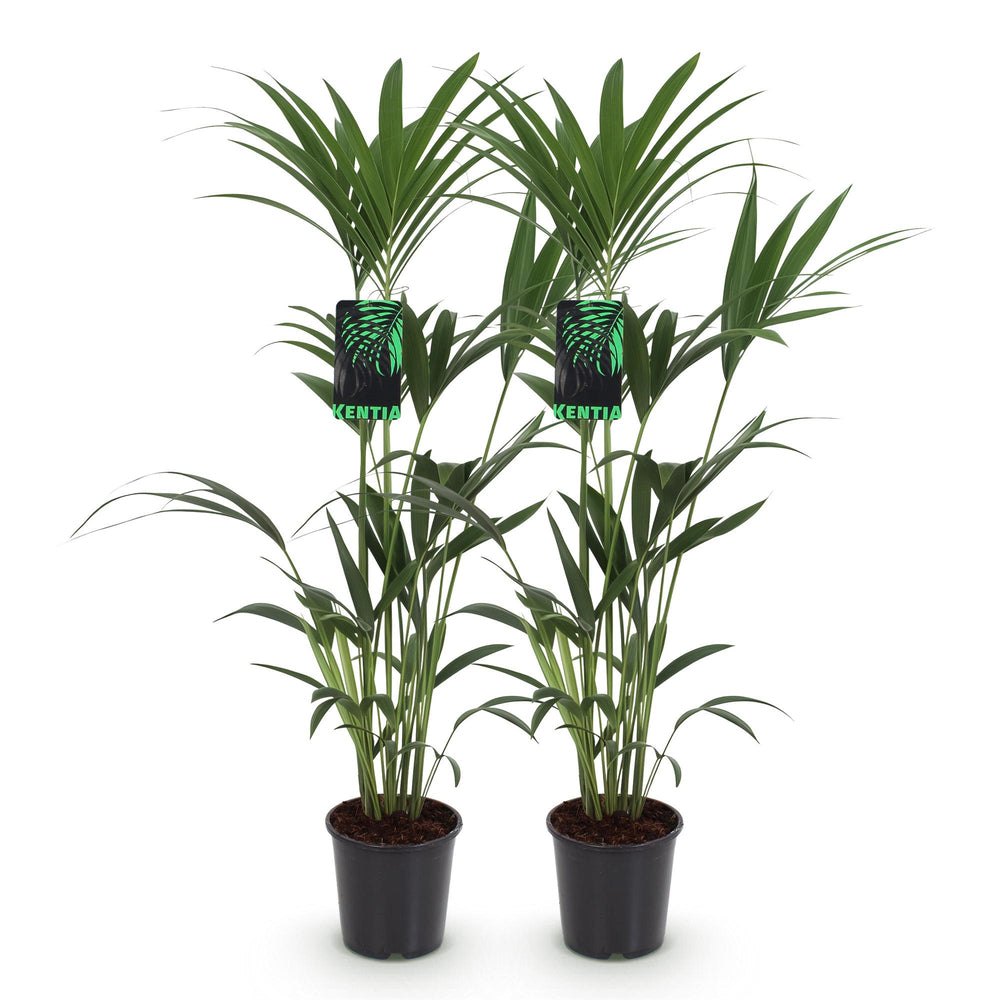 Kentia Palm (Howea forsteriana) - view 2