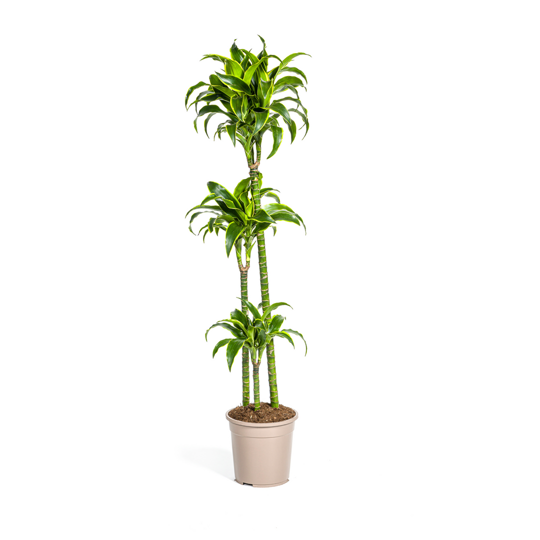 Dracaena Deremensis Dorado 120-140cm — Dragon Tree in 24cm pot