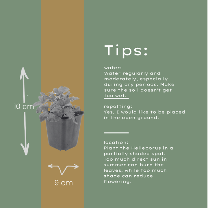 6x Helleborus niger - ↕10-25cm - Ø9cm full-plant overview, healthy foliage and strong roots