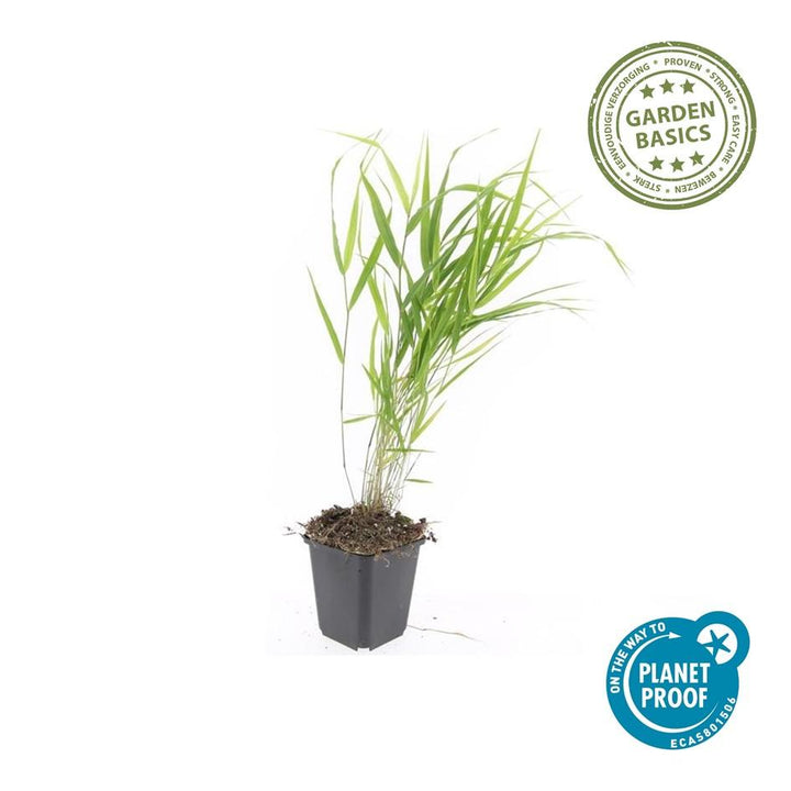 24x Hakonechloa macra - ↕10-25cm - Ø9cm