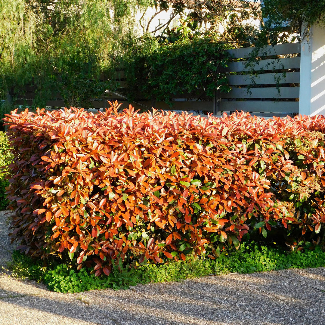 Photinia fraseri Red Robin hedge plants, pack of 6, image 4