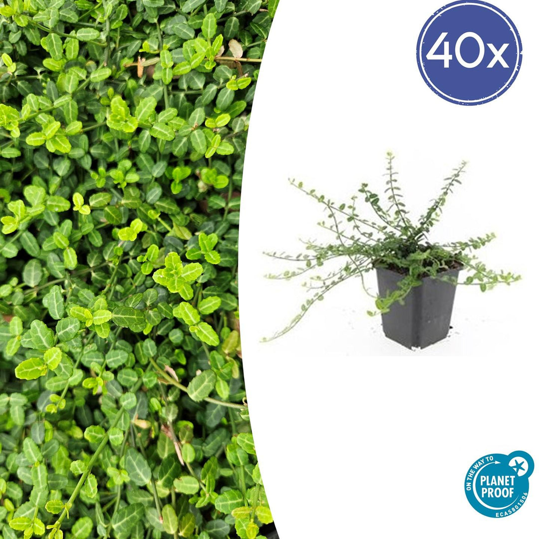40x Euonymus fortunei 'Minimus' Dense Green Ground Cover 9cm