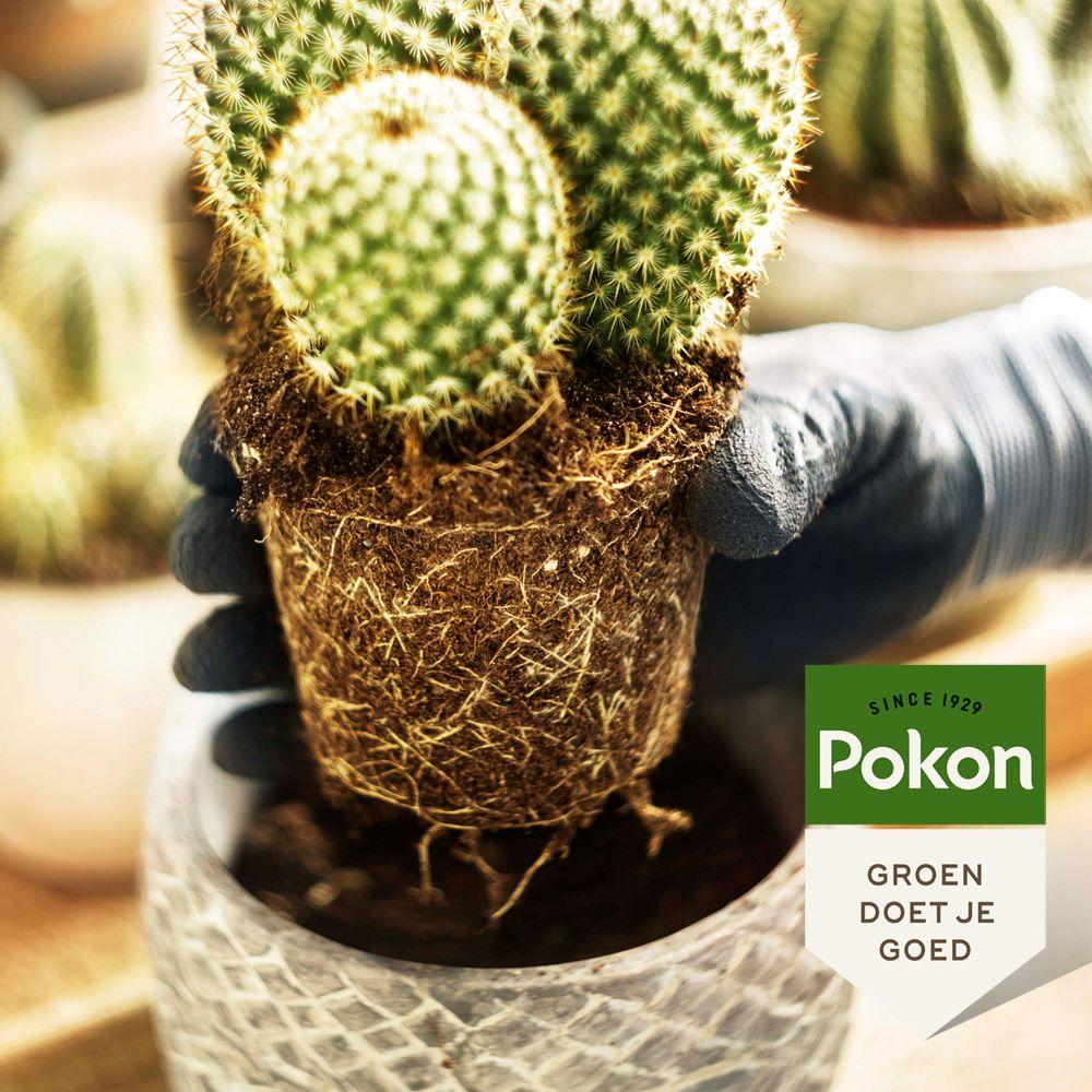 Pokon cactus potting soil in 5L bag, ideal for cacti and succulents, shown with spiky cactus plant.
