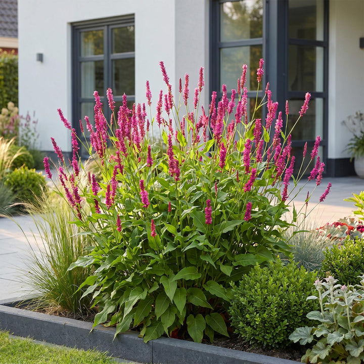 24 Persicaria amplexicaulis plants in 11cm pots, 15-25cm tall - view 6