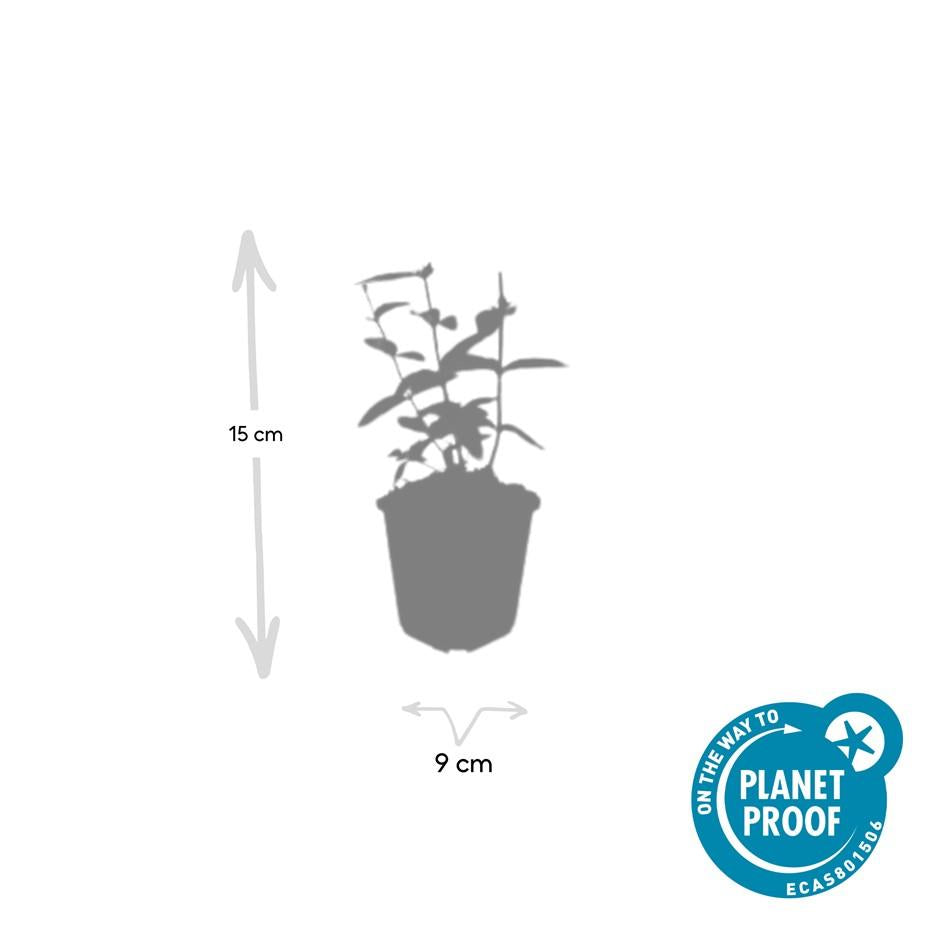 24x Hypericum inodorum 'Annebel' - ↕10-25cm - Ø9cm