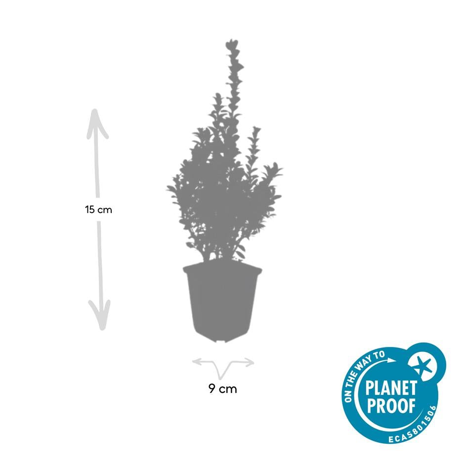 48x Buxus Sempervirens - ↕10-25cm - Ø9cm