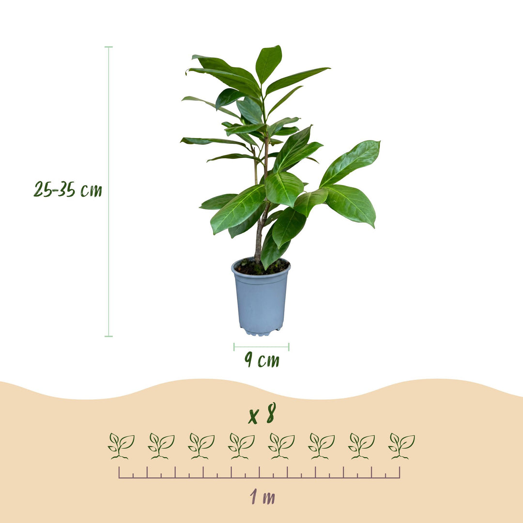 40 Prunus laurocerasus 'Rotundifolia' cherry laurel plants in 9cm pots, 25-35cm tall - view 4