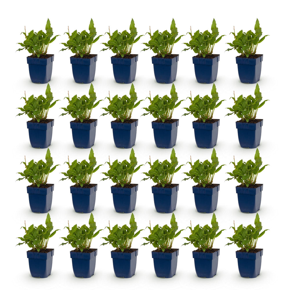 24 Persicaria amplexicaulis 'Rosea' plants in 11cm pots, 15-25cm tall - view 2