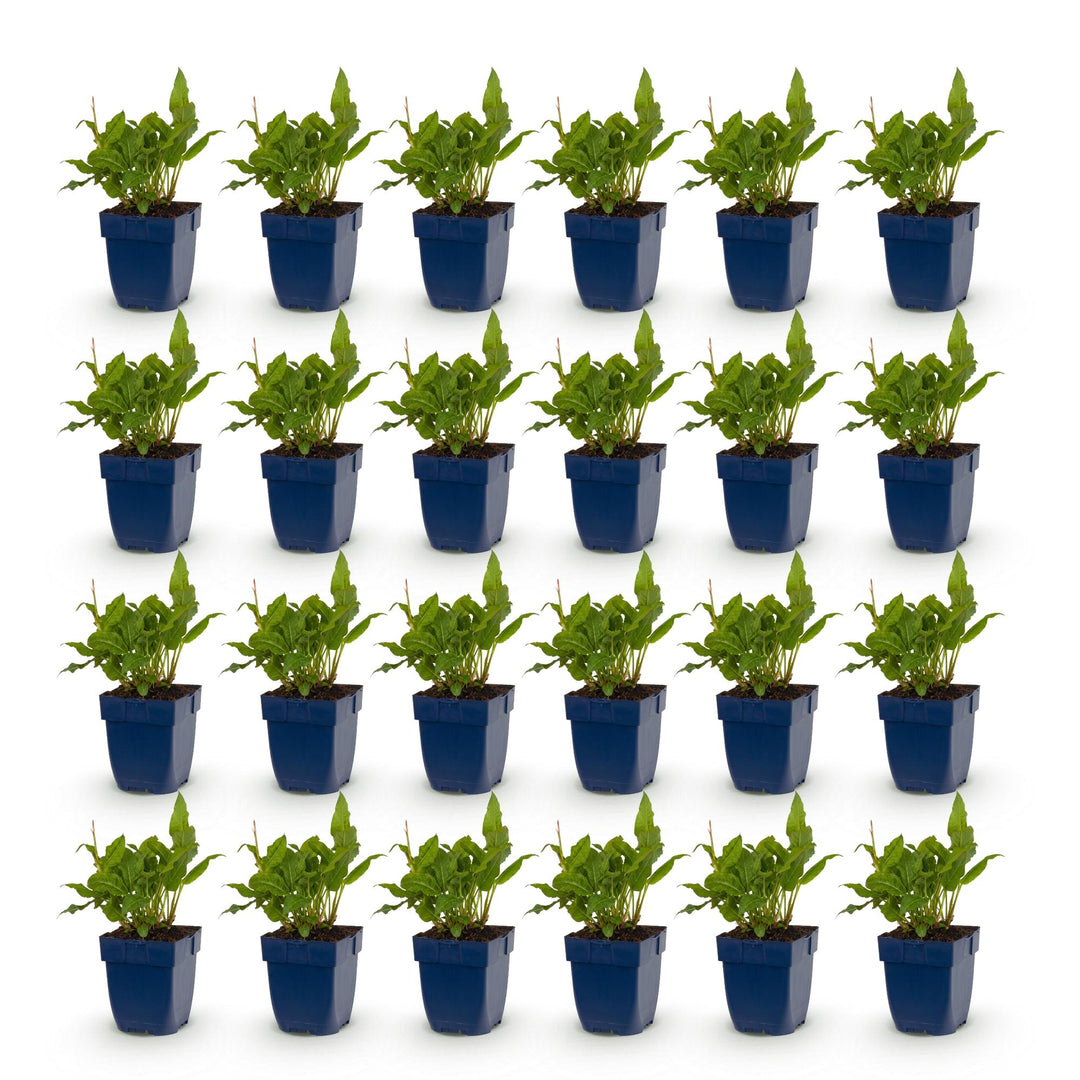 24 Persicaria amplexicaulis 'Rosea' plants in 11cm pots, 15-25cm tall - view 2