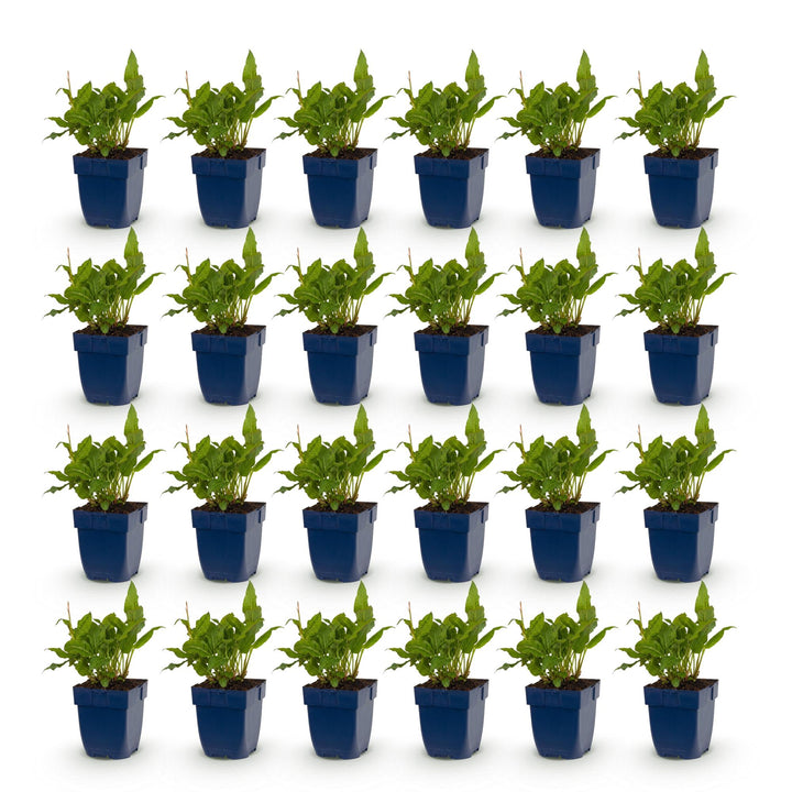 24 Persicaria amplexicaulis 'Rosea' plants in 11cm pots, 15-25cm tall - view 2