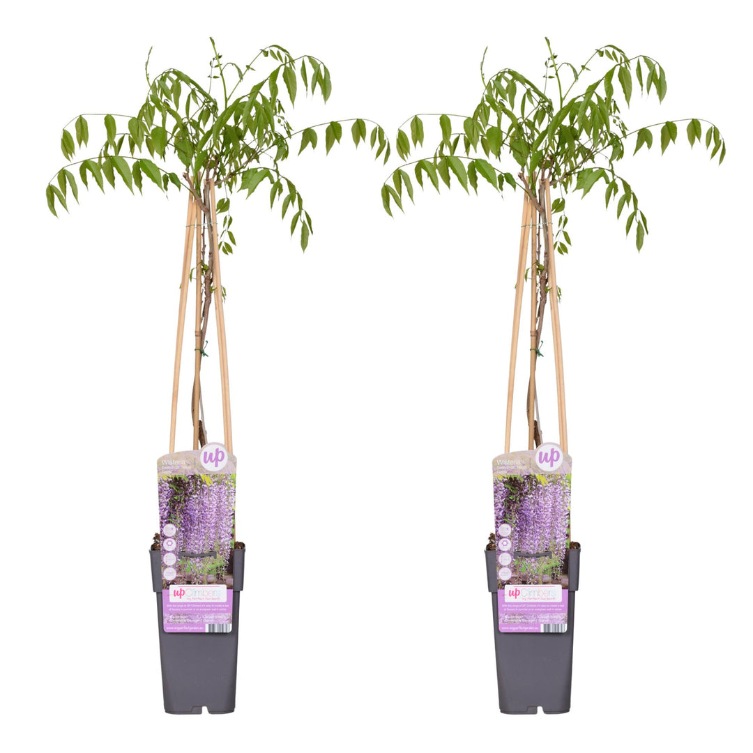 2x Wisteria floribunda Naga Noda - Double Purple Wisteria - Ø15cm - ↕65cm