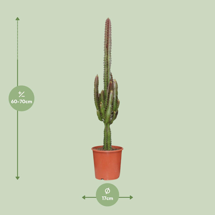 Euphorbia Trigona Rubra 70cm — African Milk Tree in 17cm pot